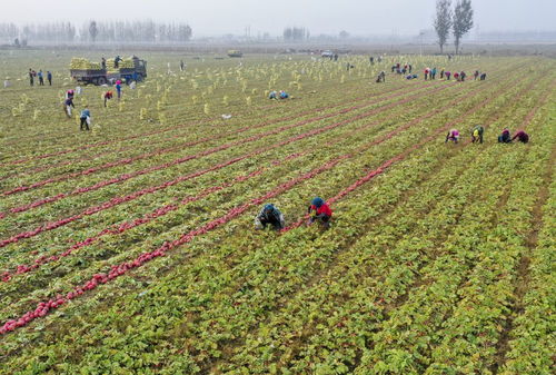 豐南發(fā)展無公害綠色蔬菜種植促農(nóng)增收 農(nóng)業(yè)種植技術(shù)開發(fā)新路徑