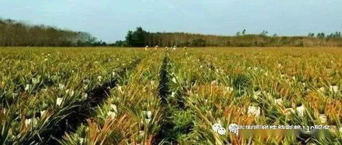 臨高科技特派員下鄉 以技術賦能農業，提升農戶種植水平