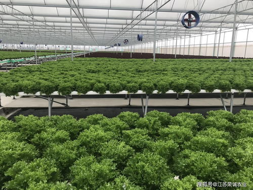 重視土壤改良 農業種植技術的核心基石