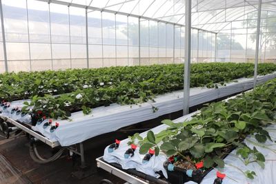 遇見“莓”好！鹽都“田間學院”助力草莓產業走向世界