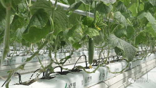 無土栽培 助力農(nóng)業(yè)產(chǎn)業(yè)科技化發(fā)展