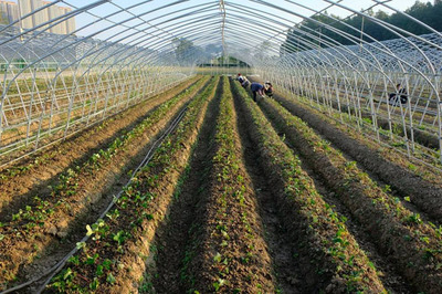 桃熏白草莓的種植技術與農業開發策略