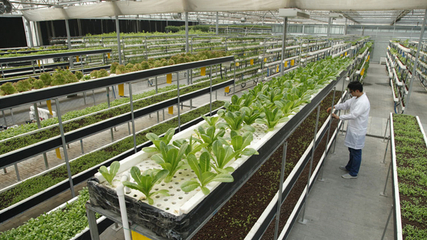 LED植物工廠 中國智慧農業的下一個世界名片