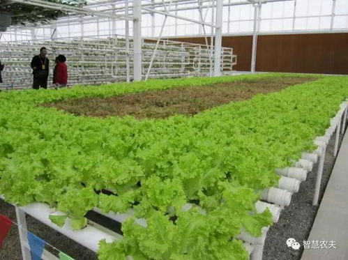 現(xiàn)代農(nóng)業(yè)的關(guān)鍵引擎 農(nóng)業(yè)種植技術(shù)開發(fā)與創(chuàng)新路徑