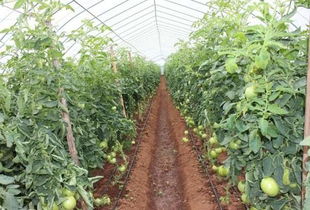 科技賦能，精準(zhǔn)灌溉 蔬菜水肥一體化栽培技術(shù)引領(lǐng)現(xiàn)代農(nóng)業(yè)新篇章