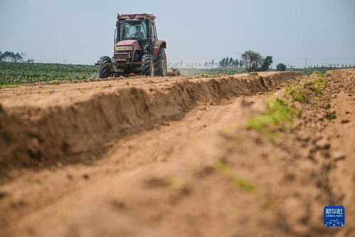 科技賦能，農(nóng)旅融合——千畝仙人掌基地繪就鄉(xiāng)村振興新畫卷