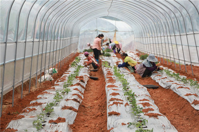 云南景谷 以示范基地為抓手，全力推進(jìn)現(xiàn)代農(nóng)業(yè)產(chǎn)業(yè)園建設(shè)與農(nóng)業(yè)技術(shù)開發(fā)