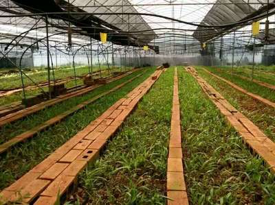 昆明云澤農業科技 創新驅動農業種植技術開發，助力現代農業發展