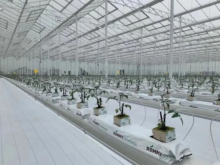 未來農場已來 探秘垂直蔬菜工廠，顛覆傳統農業種植技術